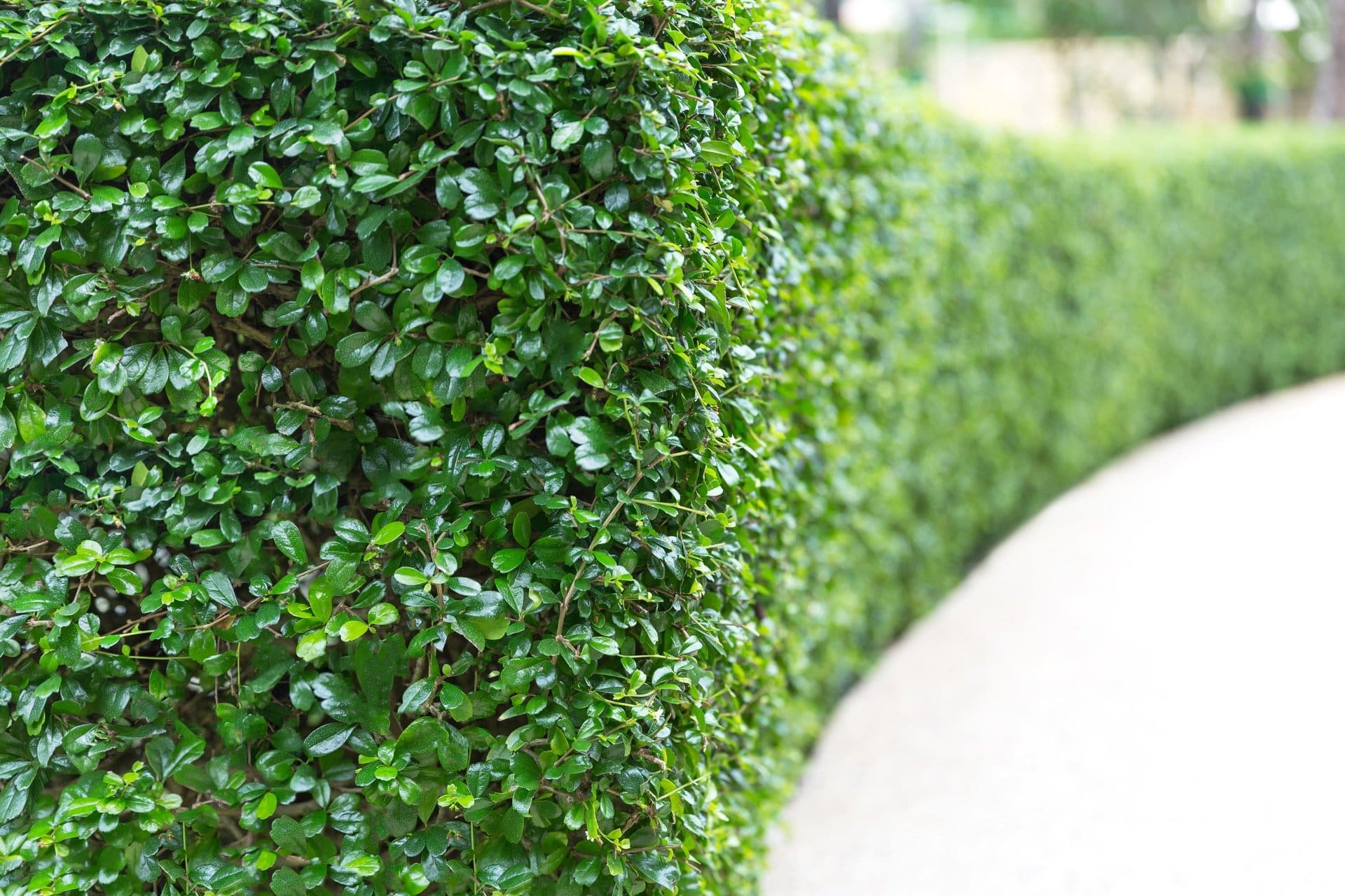 Living screen fence alternative