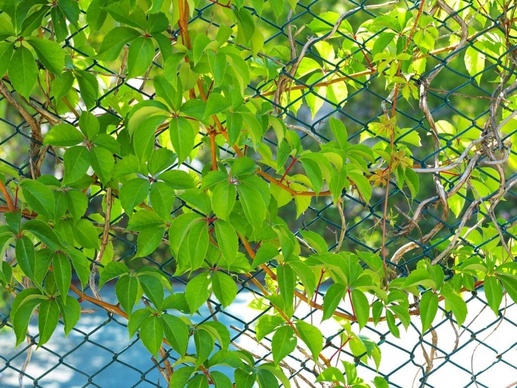 Your Garden Fence Reimagined