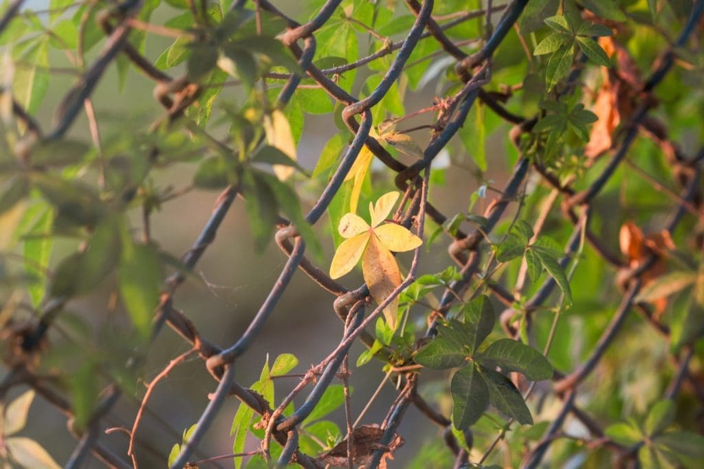 chain link fence for garden with vines